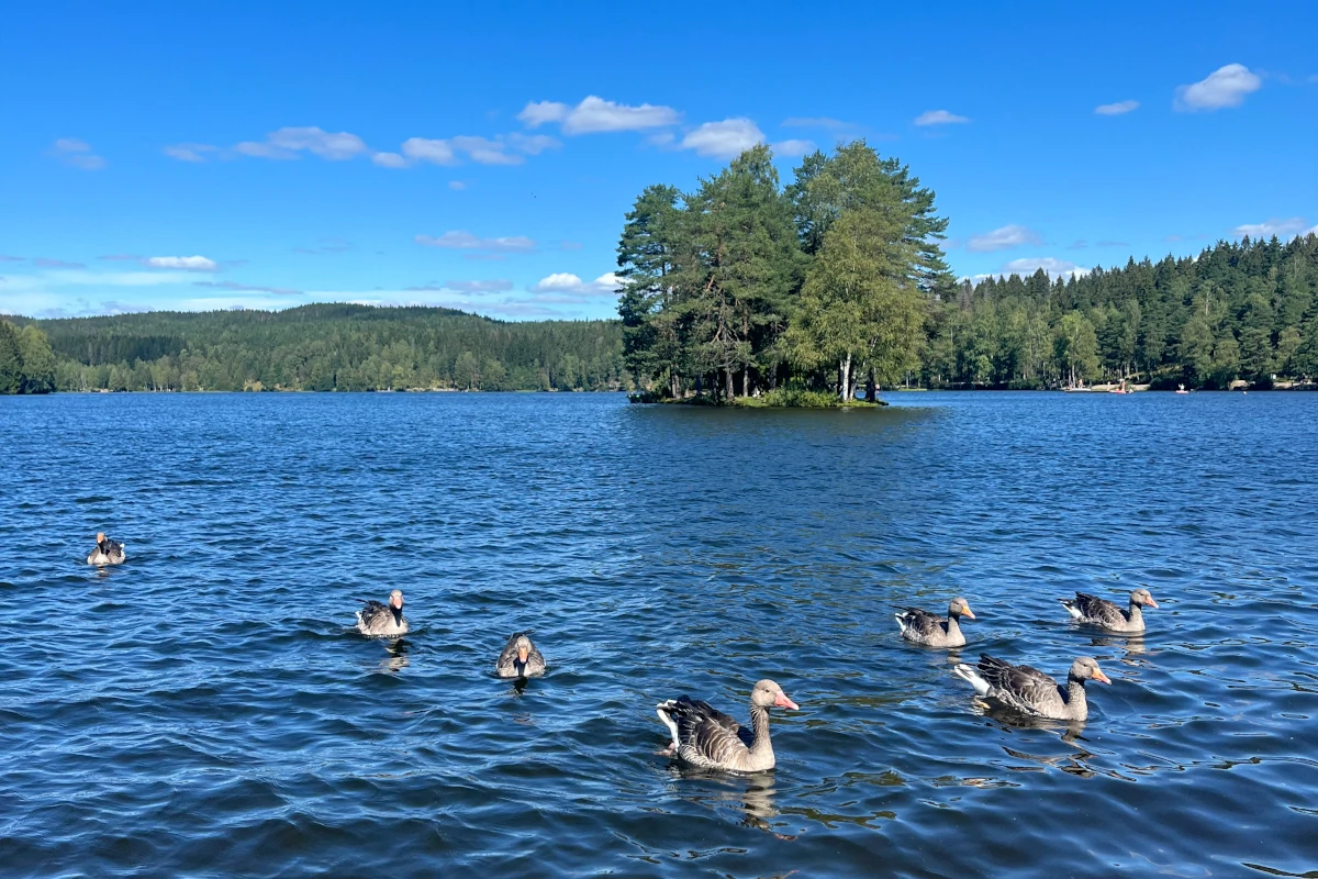Ducks